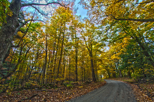 road trees fall leaves vermont foliage brattleboro