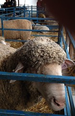 Rhinebeck 2013 sheep