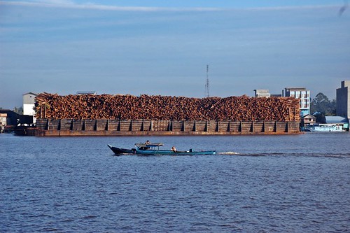 印尼婆羅洲等待運輸的商業用木材。（來源：Behan）