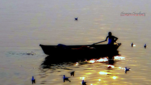 sunset india nature birds silhouette fauna flock siberian ganges sangam allahabad uttarpradesh choudhury shivanjan