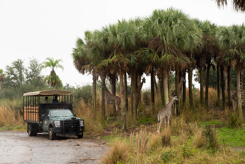 Disney Kilimanjaro Safari Animal Kingdom