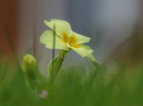 uk colour grass march spring focus dof bokeh pov low lawn wiltshire primrose stevemaskell 2014 upavon wilts