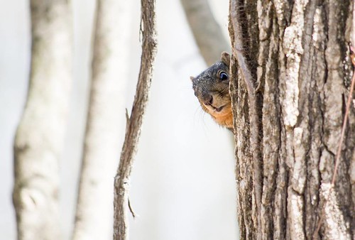 Squirrel can you see me now 04-17-14