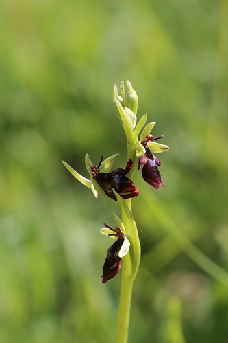 Fly Orchid, Ophrys insectifera