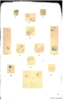 Plate XI, Journal of Physiology 15 (4) (1893). Figs. 1-12 from W.B. Hardy and L.B. Keng, 'On the Changes in the Number and Character of the Wandering Cells of the Frog induced by the presence of Urari or of Bacillus Anthracis'.