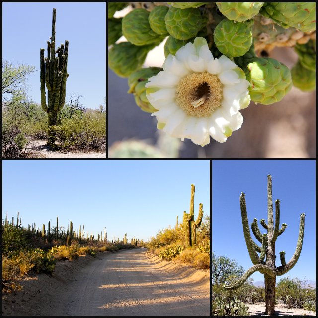 saguaro collage