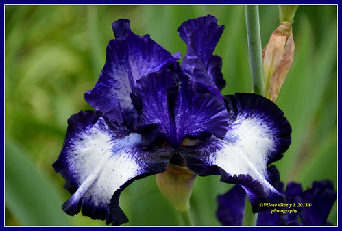 flowers blue iris flores nature flor fiori blueiris fleure mygearandme rememberthatmomentlevel1 rememberthatmomentlevel2 vigilantphotographersunite