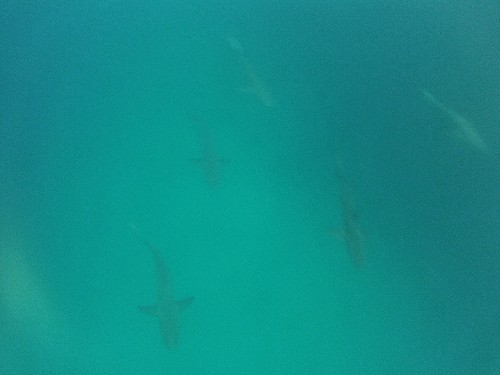 Snorkelling with Sharks at San Cristobal
