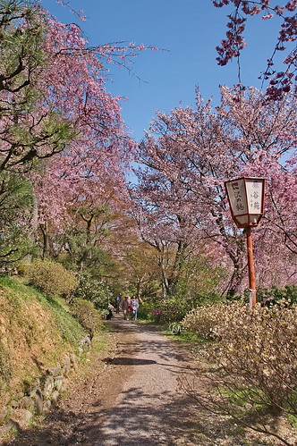 【写真】2013 桜 : 原谷苑（２）/2021-02-05/IMGP9996