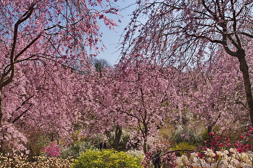 【写真】2013 桜 : 原谷苑（２）/2021-02-05/IMGP9997