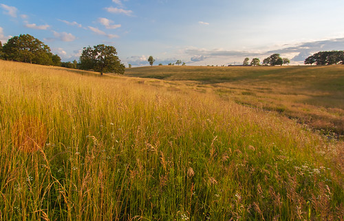 summer field grass landscape golden evening mo pasture missouri leessummit bowlinroad