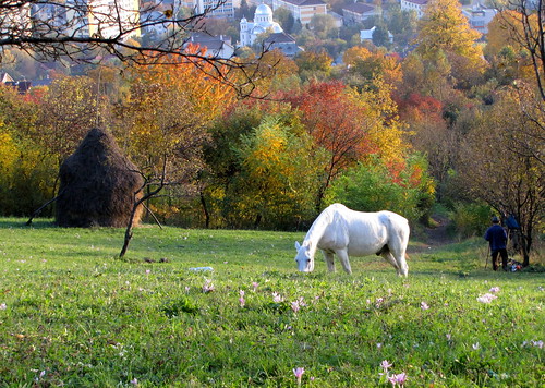 autumn horse church colorful shepherd meadow haystack templom baiamare ló ősz rét nagybánya színes szénaboglya pásztor eclogue canonpowershotsx20is bukolika