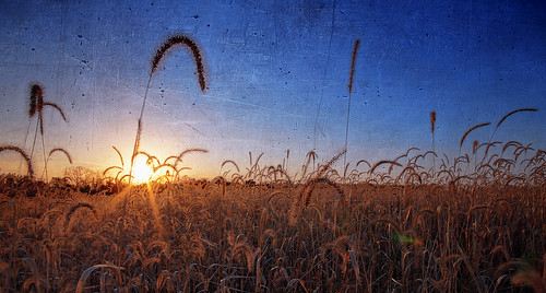 sunset texture field grass seed heads
