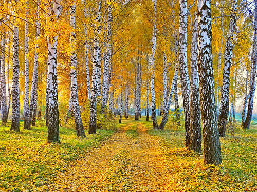 road autumn nature leaves yellow landscape flickr ukraine birches