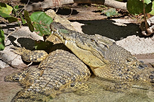 two zoo texas reptile crocodile brownsville saltwatercrocodile crocodylusporosus gladysporterzoo nikond7000 nikkor18to200mmvrlens