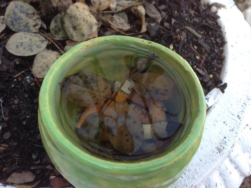 Found in the Melting Snow: Disgusting Bowl with Cigarette Butts Floating in It