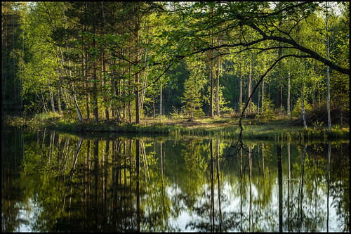trees lake reflection green sunshine spring hdr vår sjö solsken grönt spegling sandåsen träs