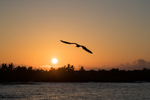 bird birdinflight sunrise galapagos