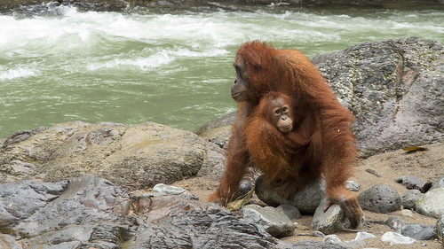 gunung leuser national park sumatra indonesia rainforest orangutan