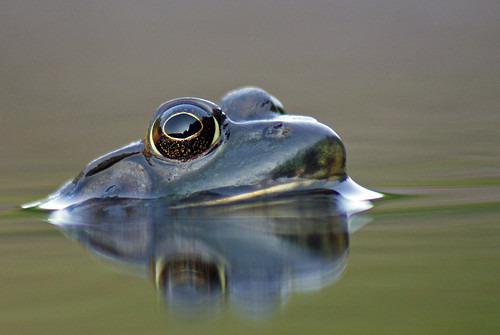nova bay sony frog 300 alpha scotia fundy grenouille baie