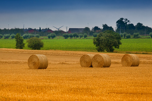 trees sky lund green nature field yellow landscape outside countryside skåne europe sweden grain harvest tracks farmland haystacks sverige agriculture scandinavia willows scania haybales zweden 180mm cropland ef70200mmf4lusm canoneos5dmarkii