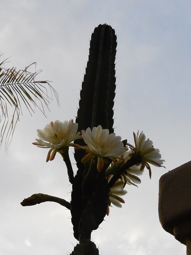 flowers cactus flower peruviantorch