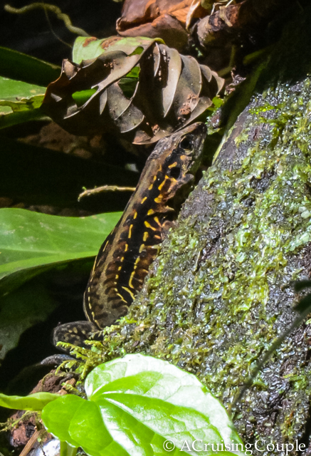 Lizard Costa Rica Wildlife