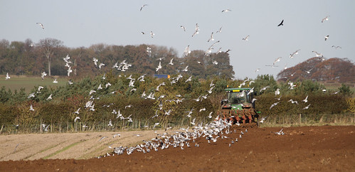 uk autumn england birds canon landscape countryside farming lincolnshire agriculture ploughing wolds