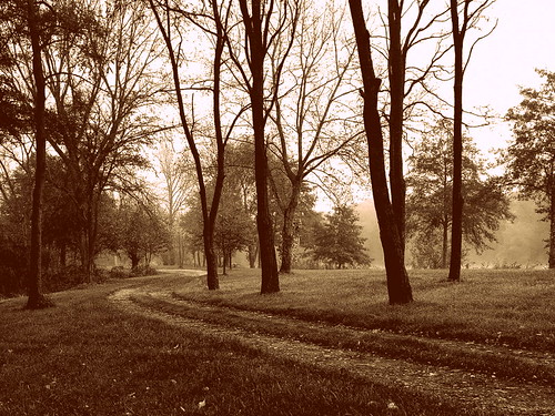 road autumn trees monochrome sepia automne way landscape countryside path country peaceful route arbres paysage campagne sentier chemin mygearandme mygearandmepremium