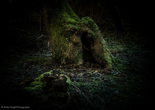 wood cold tree green woodland dark frost mood moody sony sigma atmosphere stump sigma28mmexdg slta77 littlewittenhamwood