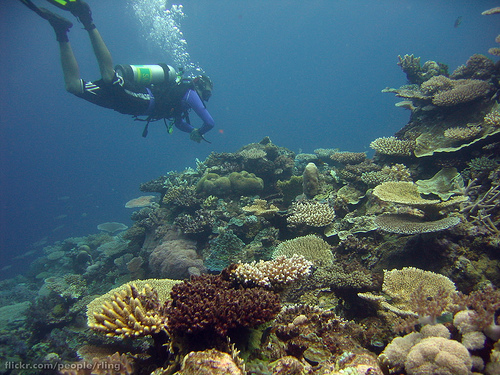 大堡礁魚群中的一位潛水客。（圖：richard ling）