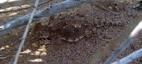 arizona project sage lizard sparrow toad horned