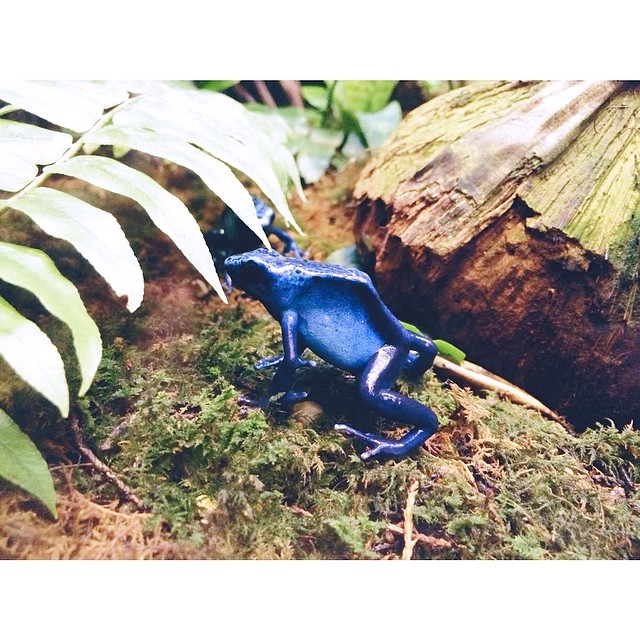 #pictapgo_app #zoomiami i've always wanted to see one of these poisonous #blue #frogs in person! #animals #frog
