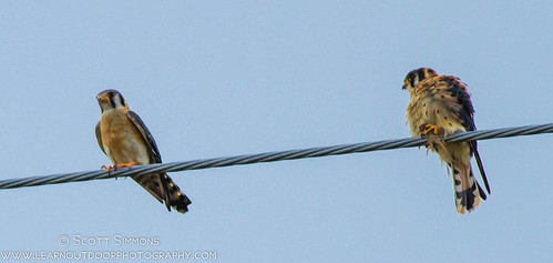 bird animals falcon birdsofprey americankestrel