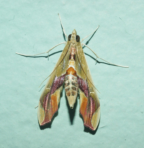 crambidae lepidoptera agathodes