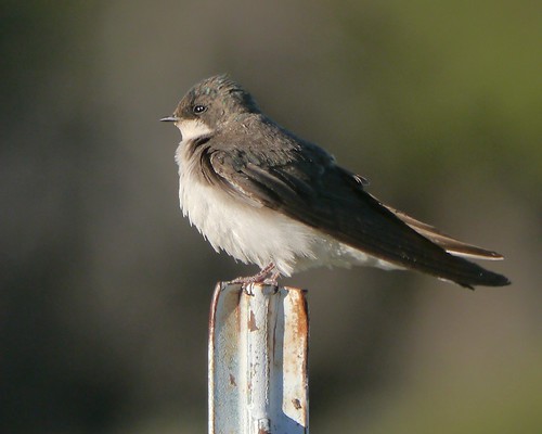 bird montana wildlife