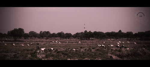 rural village sheep flock tamilnadu sheperd arasangudi