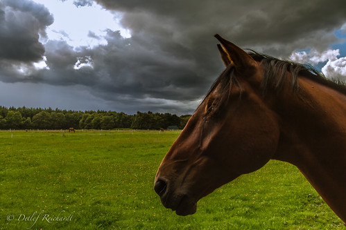 portrait horse nature rain weather animal clouds germany europe cloudy rainy loh expectation notherngermany lunestedt