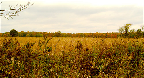 autumn trees color fall field raw farm grasses joeldinda 1v1