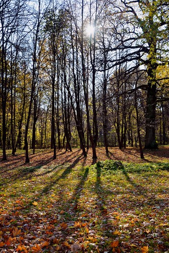 autumn fall leaves forest oak kaunas ktu