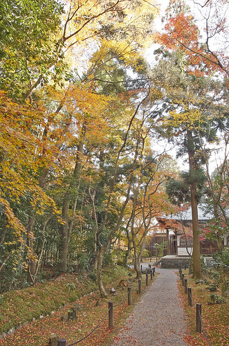 【写真】2013 紅葉 : 地蔵院/2019-12-10/IMGP4091