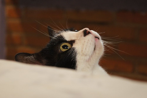 blackandwhite cat gato meow