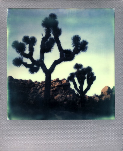 california park ca door trees toby color tree film silhouette sunrise silver project polaroid sx70 dawn for rocks joshua dam boulders trail tip national cameras 600 frame type rollers barker hancock edition slr680 impossible the 020814 frankenroid impossibleproject tobyhancock impossaroid polaroadtrip
