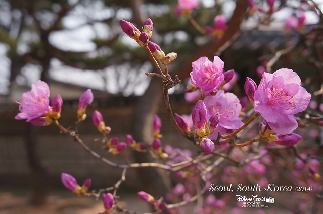 South Korea 2014 - Seoul 10