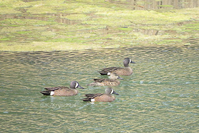 IMG_5666BlueWingedTeals