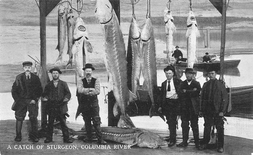 十九世紀末，美國華盛頓州哥倫比亞河上一天的鱘魚捕撈成果。鱘魚漁業在西部沿海的發展較東部沿海晚，而像這樣的景象，在十七到十九世紀間的切薩皮克灣和其他東部河口是很常見的。（圖片來源：當代明信片）