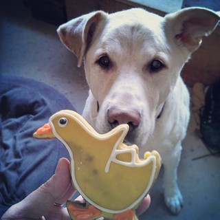 The dogs got their #Easter treats... #duckie cookies! #dogstagram #instadog #duck #ilovemyseniordog #ilovemydogs #spoiled #love