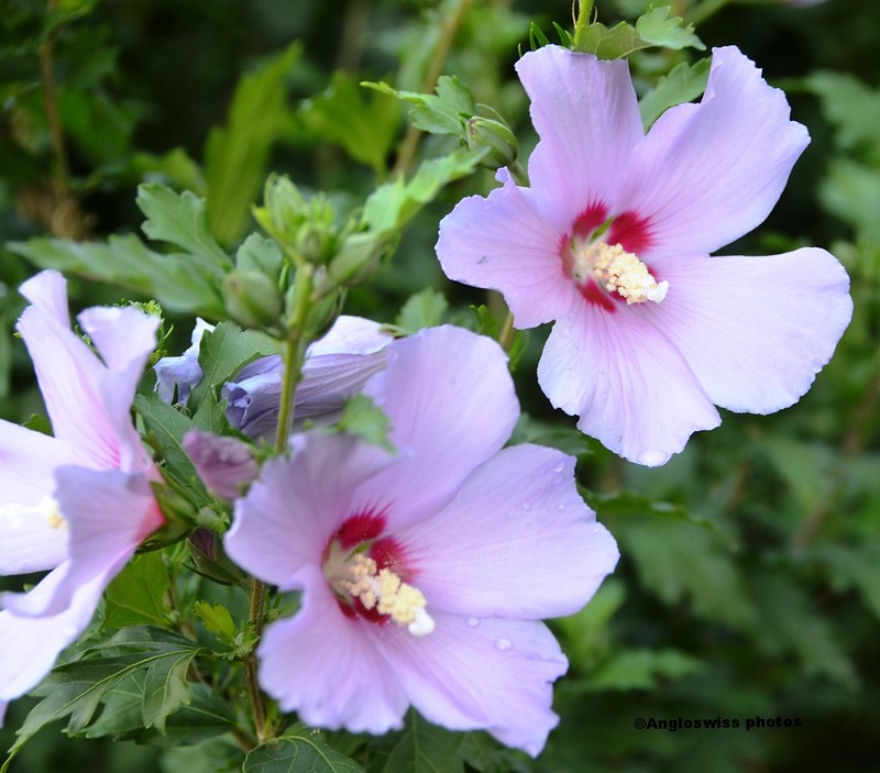 Hibiscus