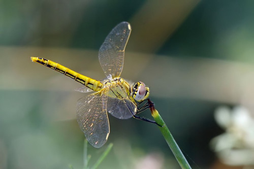 españa spain huesca dragonfly espagne insecte libellule monegros faune espanya hoyadehuesca sympetrumfonscolombii