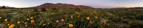 panorama pano anzaborrego anzaborregodesertstatepark california californiastateparks desert yellow flowers wildflowers bloom superbloom 2017
